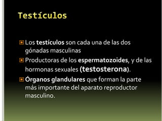 El Páncreas como Glándula secretoraEl páncreas es la glándula abdominal y se localiza detrás del estómago; este posee jugo que contribuye a la digestión, y que produce también una secreción hormonal interna (insulina).