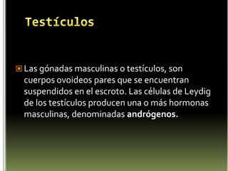 El Páncreas como Glándula secretoraLa insulina actúa sobre el metabolismo de los hidratos de carbono, proteínas y grasas, aumentando la tasa de utilización de la glucosa y favoreciendo la formación de proteínas y el almacenamiento de grasas. El glucagón aumenta de forma transitoria los niveles de azúcar en la sangre mediante la liberación de glucosa procedente del hígado.
