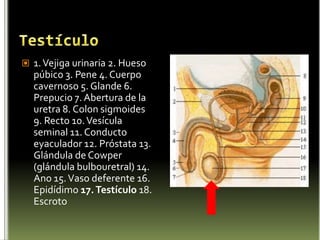 OvariosEl ovario es la gónada femenina productora de hormonas sexuales y óvulos. Son estructuras pares con forma de almendra, pero dos veces más grandes, de color blanco rosado, situadas a ambos lados del útero. Los ovarios femeninos son homólogos a los testículos masculinos.