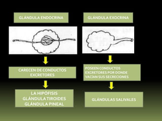 GLÁNDULA ENDOCRINAGLÁNDULA EXOCRINA POSEEN CONDUCTOSEXCRETORES POR DONDE VACÍAN SUS SECRECIONESCARECEN DE CONDUCTOS EXCRETORESLA HIPÓFISISGLÁNDULA TIROIDESGLÁNDULA PINEAL GLÁNDULAS SALIVALES 