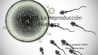 Unidad 8. La Reproducción
Humana
Biología y geología 3ºESO
Marta Gómez Vera
 