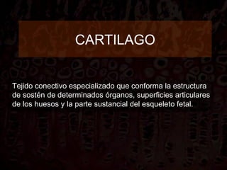 CARTILAGO


Tejido conectivo especializado que conforma la estructura
de sostén de determinados órganos, superficies articulares
de los huesos y la parte sustancial del esqueleto fetal.
 