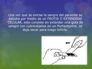 Una vez que se extrae la sangre del paciente se
estudia por medio de un FROTIS O EXTENDIDO
CELULAR, este consiste en extender una gota de
sangre con cubreobjetos en un Portaobjetos, se
         deja secar para luego teñirla.
 