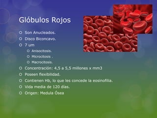 Glóbulos Rojos
 Son Anucleados.
 Disco Biconcavo.
 7 um
     Anisocitosis.
     Microcitosis .
     Macrocitosis.
 Concentración: 4,5 a 5,5 millones x mm3
 Poseen flexibilidad.
 Contienen Hb, lo que les concede la eosinofilia.
 Vida media de 120 días.
 Origen: Medula Ósea
 