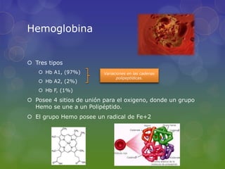 Hemoglobina


 Tres tipos
    Hb A1, (97%)         Variaciones en las cadenas
                                polipeptídicas.
    Hb A2, (2%)
    Hb F, (1%)
 Posee 4 sitios de unión para el oxigeno, donde un grupo
  Hemo se une a un Polipéptido.
 El grupo Hemo posee un radical de Fe+2
 