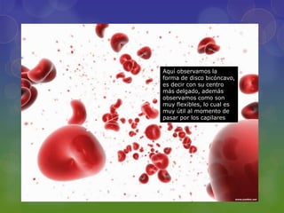 Aquí observamos la
forma de disco bicóncavo,
es decir con su centro
más delgado, además
observamos como son
muy flexibles, lo cual es
muy útil al momento de
pasar por los capilares
 