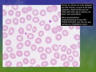 Como su centro es más delgado
se tiñe menos, lo que le da este
aspecto, observamos que se
tiñen del color de la eosina, es
decir son eosinófilos
Otra característica
importantisima es que NO
TIENE NÚCLEO, por eso es que
vemos su citoplasma vacio.
 