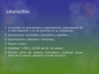 Leucocitos


 Se dividen en granulocitos o agranulocitos, dependiendo de
  la fácil detección o no de gránulos en su citoplasma.
 Granulocitos: neutrófilos, eosinófilos y basófilos.
 Agranulocitos: linfocitos y monocitos.
 Poseen núcleo.
 Cantidad: 5.000 y 10.000 por dl. de sangre.
 Forman parte del sistema inmunitario, pudiendo actuar
  fuera de la sangre, pasando a través de poros.
 