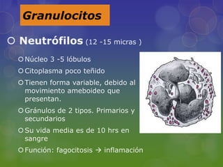 Granulocitos

 Neutrófilos (12 -15 micras )
   Núcleo 3 -5 lóbulos
   Citoplasma poco teñido
   Tienen forma variable, debido al
    movimiento ameboideo que
    presentan.
   Gránulos de 2 tipos. Primarios y
    secundarios
   Su vida media es de 10 hrs en
    sangre
   Función: fagocitosis  inflamación
 