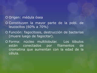  Origen: médula ósea
 Constituyen la mayor parte de la pobl. de
  leucocitos (60% a 70%)
 Función: fagocitosis, destrucción de bacterias
  (muere luego de fagocitar).
 Forma: núcleo multilobular.    Los lóbulos
  están   conectados  por    filamentos   de
  cromatina que aumentan con la edad de la
  célula.
 