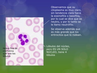Observamos que su
                   citoplasma es muy claro,
                   sin tendencia clara hacia
                   la eosinofilia o basofilia,
                   por lo cual se dice que es
                   neutro, y por lo tanto se
                   le llamo neutrófilo.
                   Se observa además que
                   es más grande que los
                   eritrocitos que lo rodean.



                Lóbulos del núcleo,
Hebra fina de   pero ES UN SOLO
cromatina
                NÚCLEO, tiene 4
que une los
lóbulos         lóbulos
 