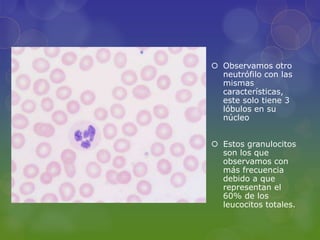  Observamos otro
  neutrófilo con las
  mismas
  características,
  este solo tiene 3
  lóbulos en su
  núcleo


 Estos granulocitos
  son los que
  observamos con
  más frecuencia
  debido a que
  representan el
  60% de los
  leucocitos totales.
 