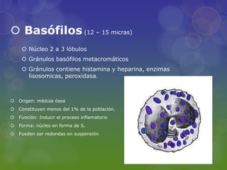  Basófilos (12 – 15 micras)
      Núcleo 2 a 3 lóbulos
      Gránulos basófilos metacromáticos
      Gránulos contiene histamina y heparina, enzimas
       lisosomicas, peroxidasa.



   Origen: médula ósea
   Constituyen menos del 1% de la población.
   Función: Inducir el proceso inflamatorio
   Forma: núcleo en forma de S.
   Pueden ser redondas en suspensión
 