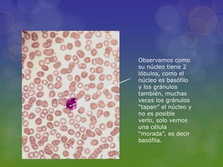 Observamos como
su núcleo tiene 2
lóbulos, como el
núcleo es basófilo
y los gránulos
también, muchas
veces los gránulos
“tapan” el núcleo y
no es posible
verlo, solo vemos
una célula
“morada”, es decir
basófila.
 