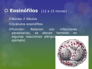 Eosinófilos        (12 a 15 micras)

 Núcleo 2 lóbulos
 Gránulos eosinófilos
 Función:     Relacion con    infecciones
  parasitarias, se elevan también en
  algunas reacciones alérgicas (asma por
  ejemplo)
 