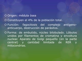  Origen: médula ósea
 Constituyen el 4% de la población total.
 Función: fagocitosis del complejo          antígeno-
  anticuerpo, destrucción de parásitos.
 Forma: de embutido, núcleo bilobulado. Lóbulos
  unidos por filamentos de cromatina y envoltura
  nuclear. Aparato de Golgi pequeño (en la parte
  central) y cantidad limitada de RER y
  mitocondrias.
 