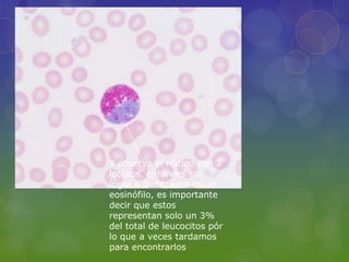 Y observa el núcleo con 2
lóbulos, entonces sin
lugar a duda, este es un
eosinófilo, es importante
decir que estos
representan solo un 3%
del total de leucocitos pór
lo que a veces tardamos
para encontrarlos
 