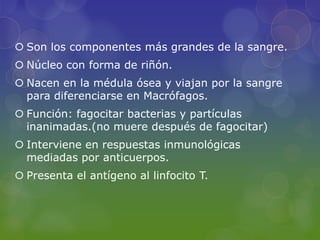  Son los componentes más grandes de la sangre.
 Núcleo con forma de riñón.
 Nacen en la médula ósea y viajan por la sangre
  para diferenciarse en Macrófagos.
 Función: fagocitar bacterias y partículas
  inanimadas.(no muere después de fagocitar)
 Interviene en respuestas inmunológicas
  mediadas por anticuerpos.
 Presenta el antígeno al linfocito T.
 