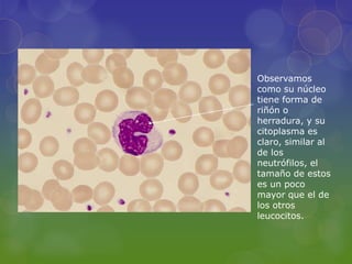 Observamos
como su núcleo
tiene forma de
riñón o
herradura, y su
citoplasma es
claro, similar al
de los
neutrófilos, el
tamaño de estos
es un poco
mayor que el de
los otros
leucocitos.
 