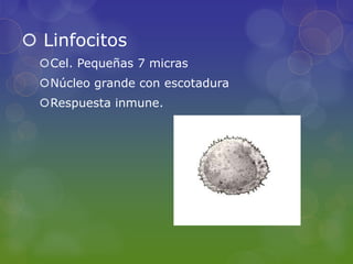  Linfocitos
  Cel. Pequeñas 7 micras
  Núcleo grande con escotadura
  Respuesta inmune.
 