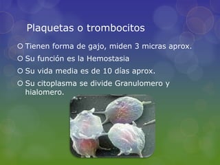 Plaquetas o trombocitos
 Tienen forma de gajo, miden 3 micras aprox.
 Su función es la Hemostasia
 Su vida media es de 10 días aprox.
 Su citoplasma se divide Granulomero y
  hialomero.
 