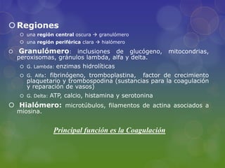  Regiones
     una región central oscura  granulómero
     una región periférica clara  hialómero

   Granulómero: inclusiones de glucógeno, mitocondrias,
    peroxisomas, gránulos lambda, alfa y delta.
     G. Lambda:    enzimas hidrolíticas
     G. Alfa: fibrinógeno, tromboplastina, factor de crecimiento
       plaquetario y trombospodina (sustancias para la coagulación
       y reparación de vasos)
     G. Delta:   ATP, calcio, histamina y serotonina
 Hialómero: microtúbulos, filamentos de actina asociados a
    miosina.


                   Principal función es la Coagulación
 