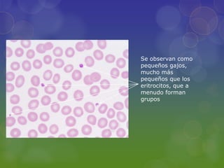 Se observan como
pequeños gajos,
mucho más
pequeños que los
eritrocitos, que a
menudo forman
grupos
 