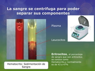 La sangre se centrifuga para poder
     separar sus componentes


                                Plasma




                                Leucocitos




                                Eritrocitos,   el porcentaje
                                de sangre que son eritrocitos
                                se conoce como
                                Hematocrito,y normalmente
Hematocrito: Sedimentación de   es de 43 a 47%
           Sangre
 