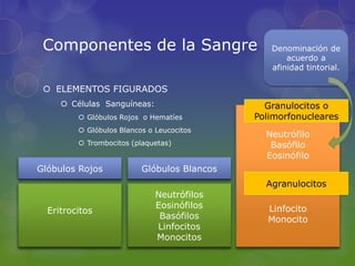 Componentes de la Sangre                       Denominación de
                                                    acuerdo a
                                                afinidad tintorial.

  ELEMENTOS FIGURADOS
      Células Sanguíneas:                     Granulocitos o
          Glóbulos Rojos o Hematíes         Polimorfonucleares
          Glóbulos Blancos o Leucocitos
                                               Neutrófilo
          Trombocitos (plaquetas)              Basófilo
                                               Eosinófilo
Glóbulos Rojos            Glóbulos Blancos
                                               Agranulocitos
                              Neutrófilos
                              Eosinófilos      Linfocito
  Eritrocitos
                               Basófilos       Monocito
                              Linfocitos
                              Monocitos
 