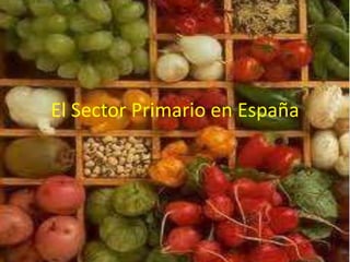 El Sector Primario en España
 