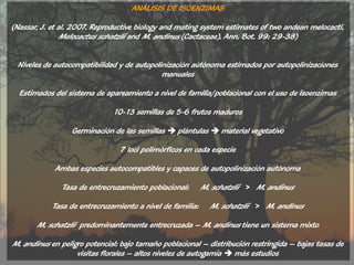 ANÁLISIS DE ISOENZIMAS

(Nassar, J. et al. 2007. Reproductive biology and mating system estimates of two andean melocacti,
               Melocactus schatzlii and M. andinus (Cactaceae). Ann. Bot. 99: 29-38)


 Niveles de autocompatibilidad y de autopolinización aútónoma estimados por autopolinizacíones
                                            manuales

  Estimados del sistema de apareamiento a nivel de familia/poblacional con el uso de isoenzimas

                              10-13 semillas de 5-6 frutos maduros

                  Germinación de las semillas  plántulas  material vegetativo

                                7 loci polimórficos en cada especie

            Ambas especies autocompatibles y capaces de autopolinización autónoma

               Tasa de entrecruzamiento poblacional:       M. schatzlii > M. andinus

            Tasa de entrecruzamiento a nivel de familia:     M. schatzlii > M. andinus

       M. schatzlii predominantemente entrecruzada – M. andinus tiene un sistema mixto

M. andinus en peligro potencial: bajo tamaño poblacional – distribución restringida – bajas tasas de
                   visitas florales – altos niveles de autogamia  más estudios
 