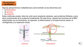 Unidad 8 - Tejido conectivo completo.pdf