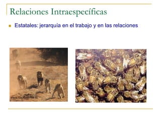 Relaciones Intraespecíficas
   Estatales: jerarquía en el trabajo y en las relaciones
 