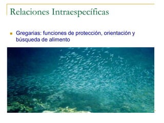 Relaciones Intraespecíficas

   Gregarias: funciones de protección, orientación y
    búsqueda de alimento
 