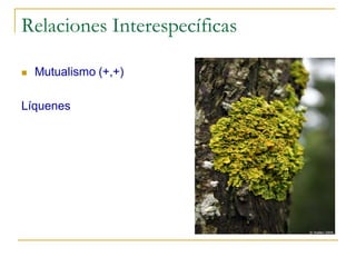 Relaciones Interespecíficas

   Mutualismo (+,+)

Líquenes
 