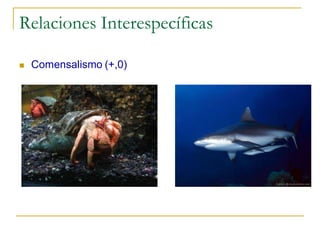 Relaciones Interespecíficas

   Comensalismo (+,0)
 