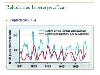 Relaciones Interespecíficas

   Depredación (+,-)
 