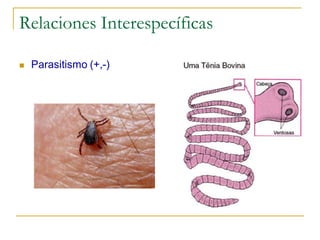 Relaciones Interespecíficas

   Parasitismo (+,-)
 