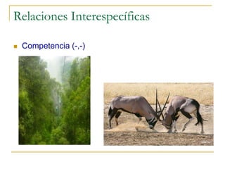 Relaciones Interespecíficas

   Competencia (-,-)
 