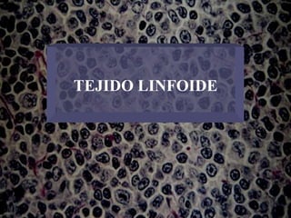 TEJIDO LINFOIDE
 