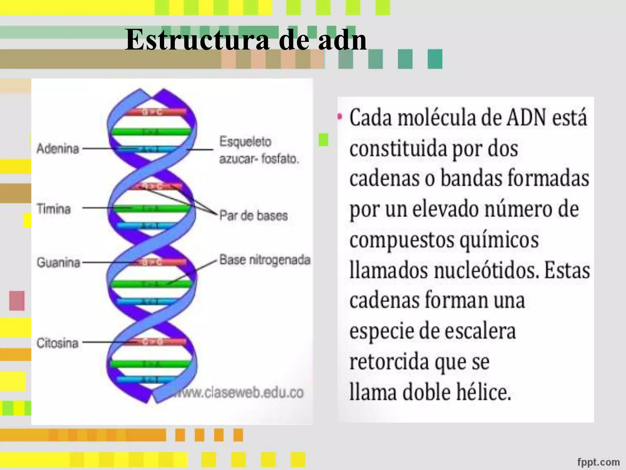 Unidad 9 ADN, descubrimiento, estructura y función | PPT