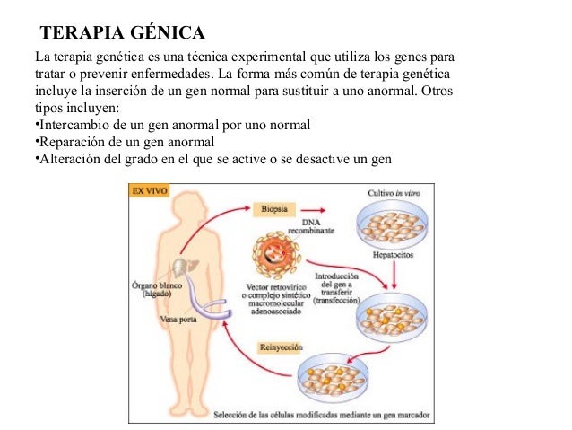 INGENIERIA GENETICA INGENIERIA GENETICA