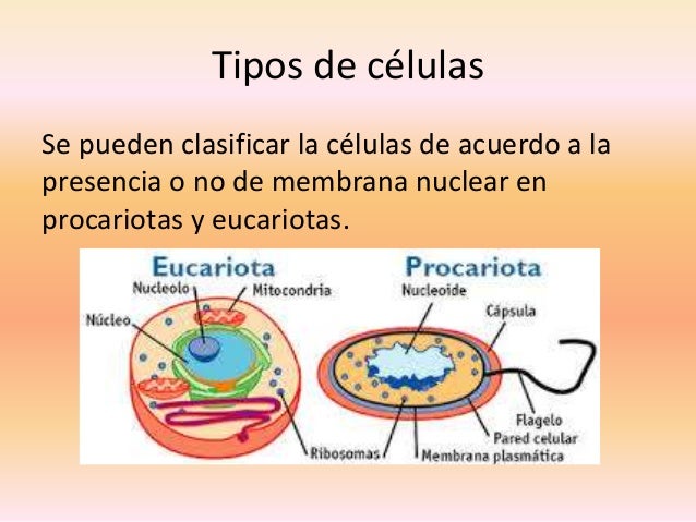 Unidad basica estructural de los seres vivos