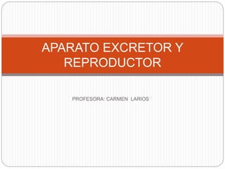PROFESORA: CARMEN LARIOS
APARATO EXCRETOR Y
REPRODUCTOR
 