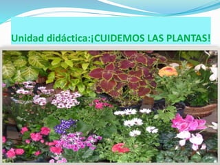 Unidad didáctica:¡CUIDEMOS LAS PLANTAS!
 