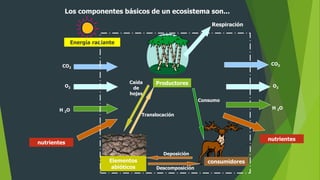 Los componentes básicos de un ecosistema son...
Elementos
abióticos
Productores
consumidores
Energía radiante
Respiración
CO2
O2
H 2O
Consumo
Descomposición
Deposición
CO2
O2
H 2O
Caída
de
hojas
Translocación
nutrientes
nutrientes
 