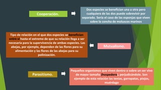 Cooperación.
Dos especies se benefician una a otra pero
cualquiera de las dos puede sobrevivir por
separado. Sería el caso de las esponjas que viven
sobre la concha de moluscos marinos
Mutualismo.
Tipo de relación en el que dos especies se benefician
entre sí hasta el extremo de que su relación llega a ser
necesaria para la supervivencia de ambas especies. Las
abejas, por ejemplo, dependen de las flores para su
alimentación y las flores de las abejas para su
polinización.
Parasitismo.
Pequeños organismos que viven dentro o sobre un ser vivo
de mayor tamaño (hospedero), perjudicándole. Son
ejemplo de esta relación las tenias, garrapatas, piojos,
muérdago
 