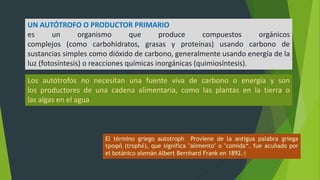 UN AUTÓTROFO O PRODUCTOR PRIMARIO
es un organismo que produce compuestos orgánicos
complejos (como carbohidratos, grasas y proteínas) usando carbono de
sustancias simples como dióxido de carbono, generalmente usando energía de la
luz (fotosíntesis) o reacciones químicas inorgánicas (quimiosíntesis).
Los autótrofos no necesitan una fuente viva de carbono o energía y son
los productores de una cadena alimentaria, como las plantas en la tierra o
las algas en el agua
El término griego autotroph Proviene de la antigua palabra griega
τροφή (trophḗ), que significa "alimento" o "comida“. fue acuñado por
el botánico alemán Albert Bernhard Frank en 1892.4
 