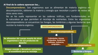Al final de la cadena aparecen los...
Se alimentan del cuerpo muerto de otros
organismos o de sus productos de
desecho
Disipan energía y devuelven nutrientes
al ecosistema para su reciclaje
DESCOMPONEDORES
macrodescomponedores
microdescomponedores
Colémbolos, ácaros,
miriápodos, lombrices,
babosas, moluscos,
cangrejos...
Bacterias y Hongos
Descomponedores. Son organismos que se alimentan de materia orgánica en
descomposición, obtienen la materia y energía que necesitan a partir de restos de
otros seres vivos.
No se los suele representar en las cadenas tróficas, son fundamentales en
la naturaleza ya que permiten el reciclaje de nutrientes. Entre los organismos
descomponedores se encuentran los hongos, las lombrices y algunas bacterias que
reciclan la materia orgánica.
 