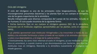 Ciclo del nitrógeno
El ciclo del nitrógeno es uno de los principales ciclos biogeoquímicos, en que los
microorganismos procariotas (bacterias) y las plantas fijan en sus cuerpos el nitrógeno,
uno de los gases mayoritarios de la atmósfera.
Resulta indispensable para diversos compuestos del cuerpo de los animales, incluido el
ser humano. El ciclo puede resumirse de la siguiente forma:
• Ciertas bacterias fijan en sus cuerpos el nitrógeno gaseoso (N2) de la atmósfera,
formando con él moléculas orgánicas aprovechables por las plantas, como el amoníaco
(NH3).
• Las plantas aprovechan esas moléculas nitrogenadas y las transmiten a través de sus
tejidos a los animales herbívoros y estos a través de sus tejidos a los animales carnívoros
y estos a sus depredadores, a lo largo de la cadena trófica.
• Eventualmente, los seres vivos retornan al suelo el nitrógeno, ya sea mediante la orina
(rica en amoníaco), o cuando mueren y son descompuestos por bacterias, que fijan las
moléculas ricas en nitrógeno, liberando a la atmósfera nuevamente el nitrógeno en
estado gaseoso.
 